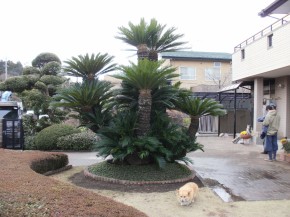 ソテツ 特大 観葉植物 ｜高崎 前橋 | 造園・エクステリア | 懐風苑